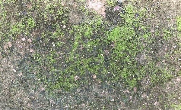 Độ ẩm là nguyên nhân chính khiến cho nền bê tông bị mọc rêu xanh