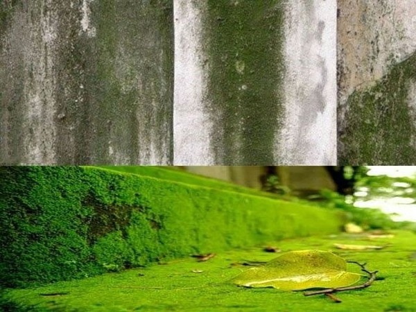 Rêu xanh làm giảm tính thẩm mỹ của bề mặt bê tông